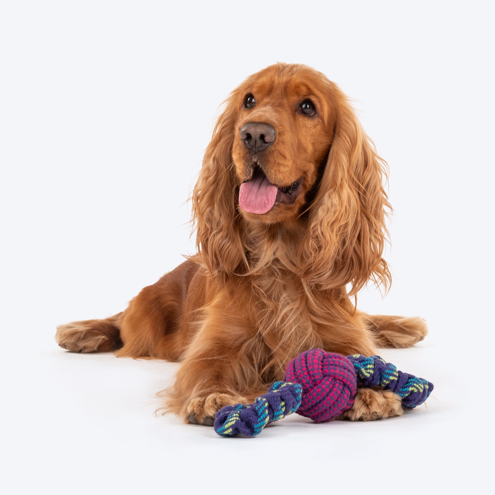 Dash Dog Bungee Double Tug Toy For Dog - Blue_02