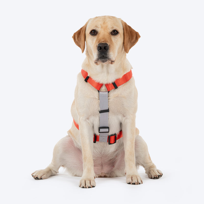 HUFT Classic H - Harness For Dog - Rust & Blue - Heads Up For Tails