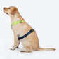 HUFT Classic H - Harness For Dog - Navy & Neon Green