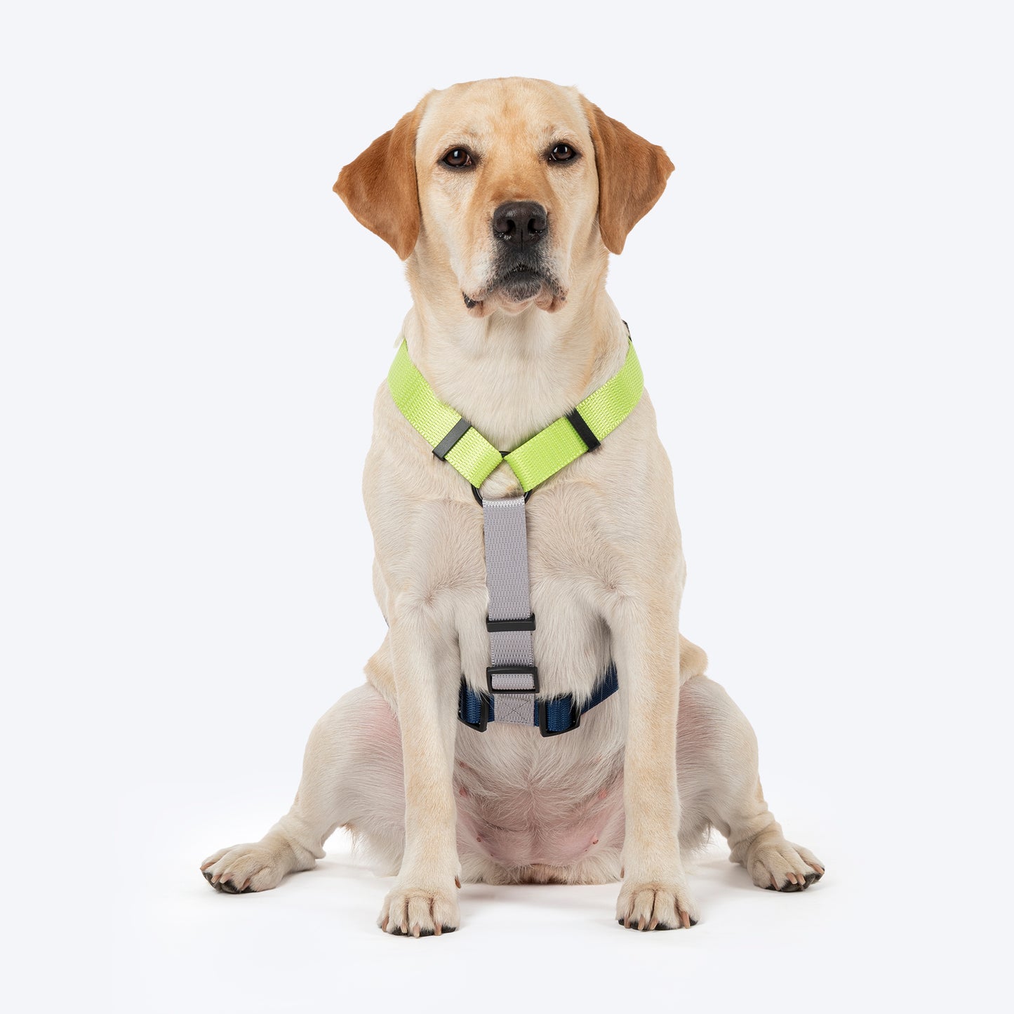 HUFT Classic H - Harness For Dog - Navy & Neon Green