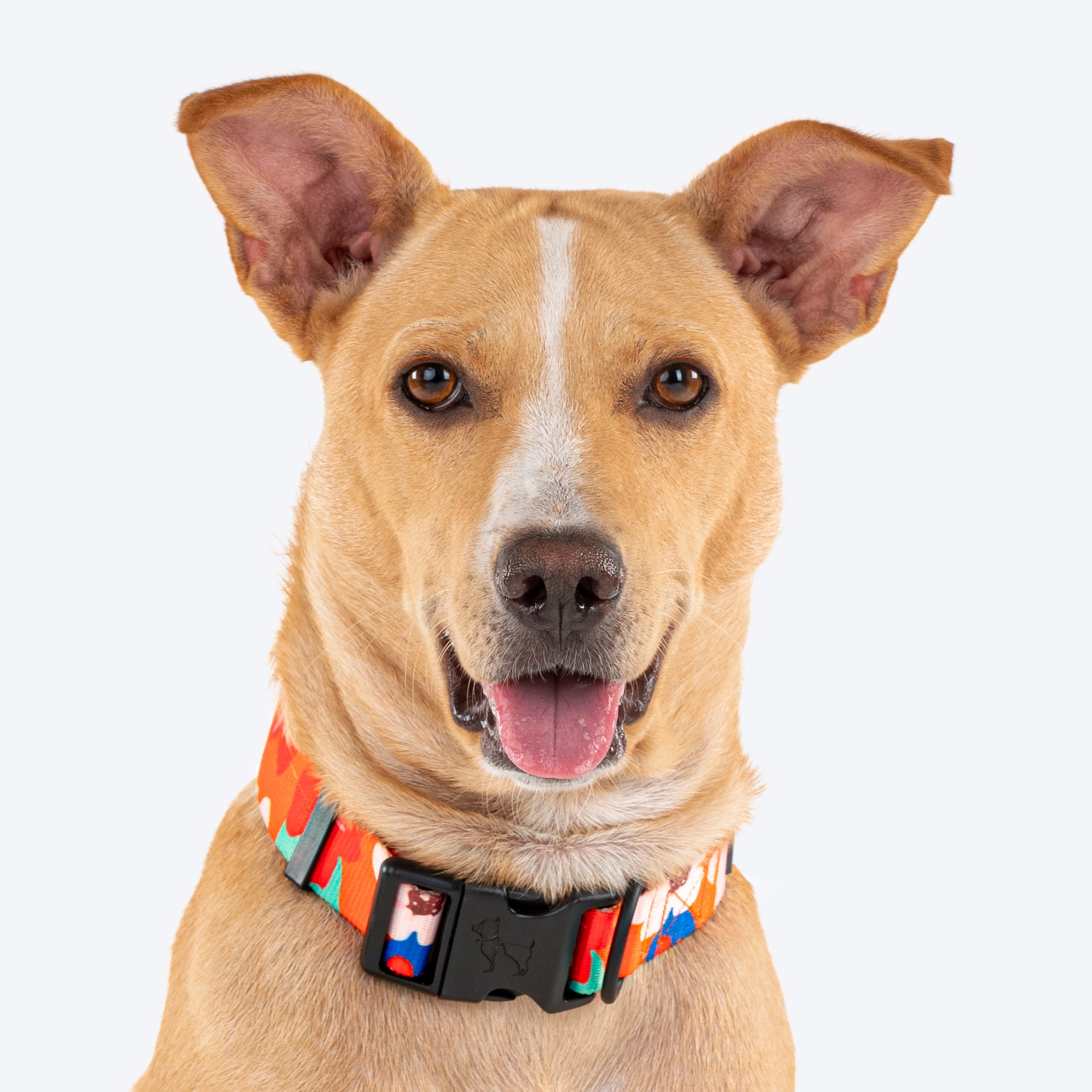 HUFT Petal Play Printed Dog Collar - Orange_04