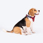 HUFT Personalised Geometric Groove Fabric Collar With Free Bow Tie For Dog - Red