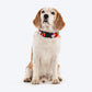 HUFT Petal Play Printed Dog Collar - Orange_07
