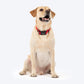 HUFT Classic Collar For Dog - Cherry Red - Heads Up For Tails
