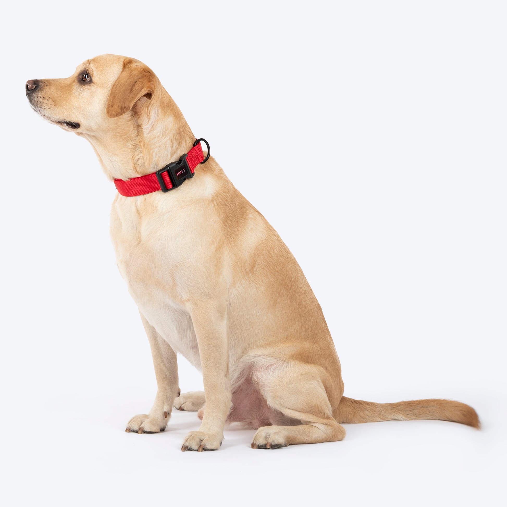 HUFT Classic Collar For Dog - Cherry Red - Heads Up For Tails
