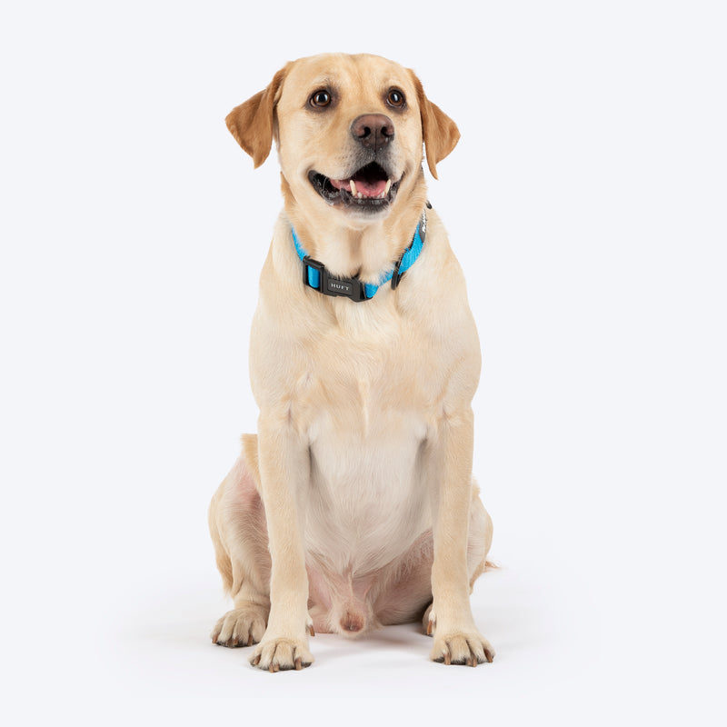 HUFT Classic Collar For Dog - Ocean Blue - Heads Up For Tails