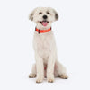 HUFT Classic Collar For Dog - Rust Orange - Heads Up For Tails