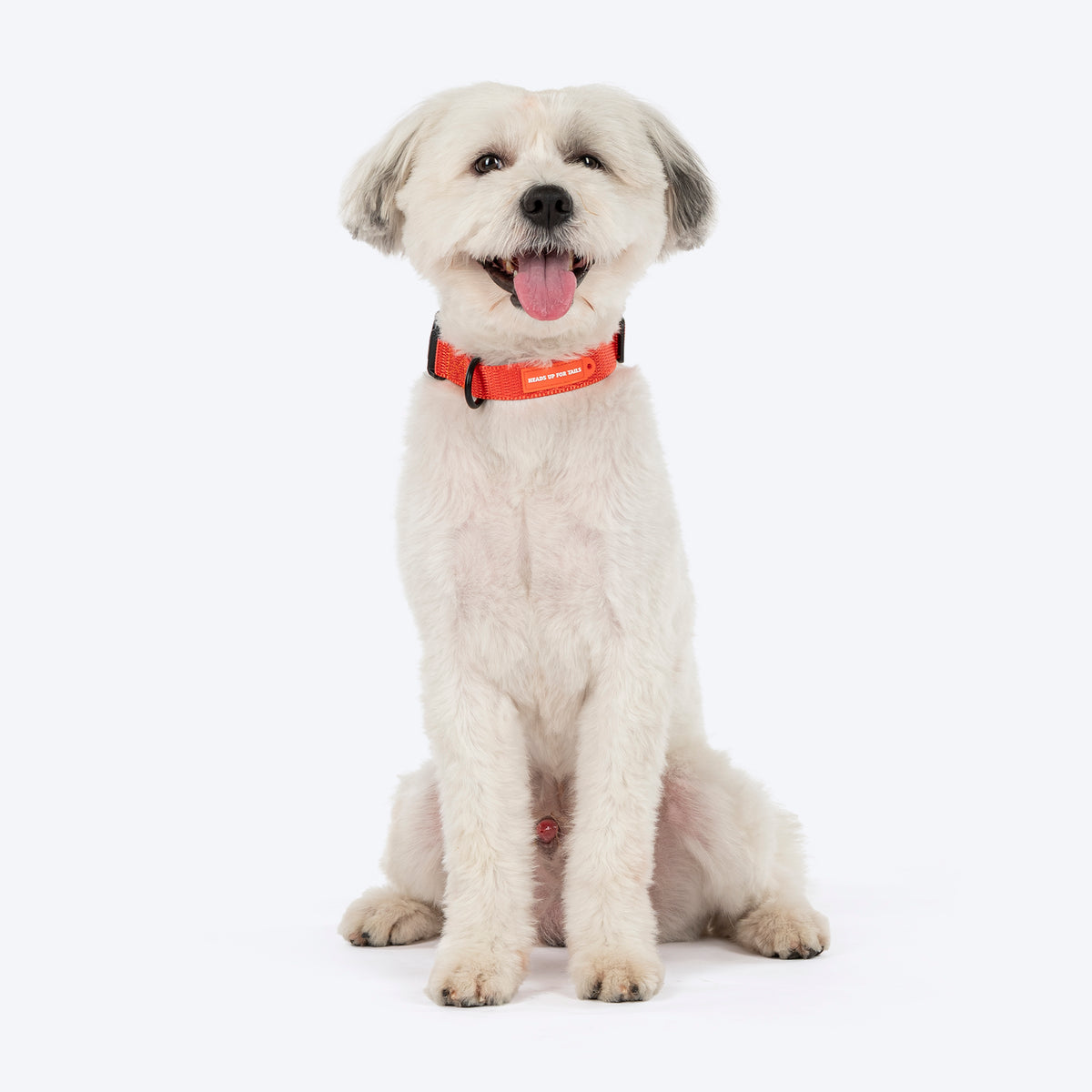 HUFT Classic Collar For Dog - Rust Orange - Heads Up For Tails