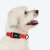 HUFT Classic Collar For Dog - Rust Orange - Heads Up For Tails