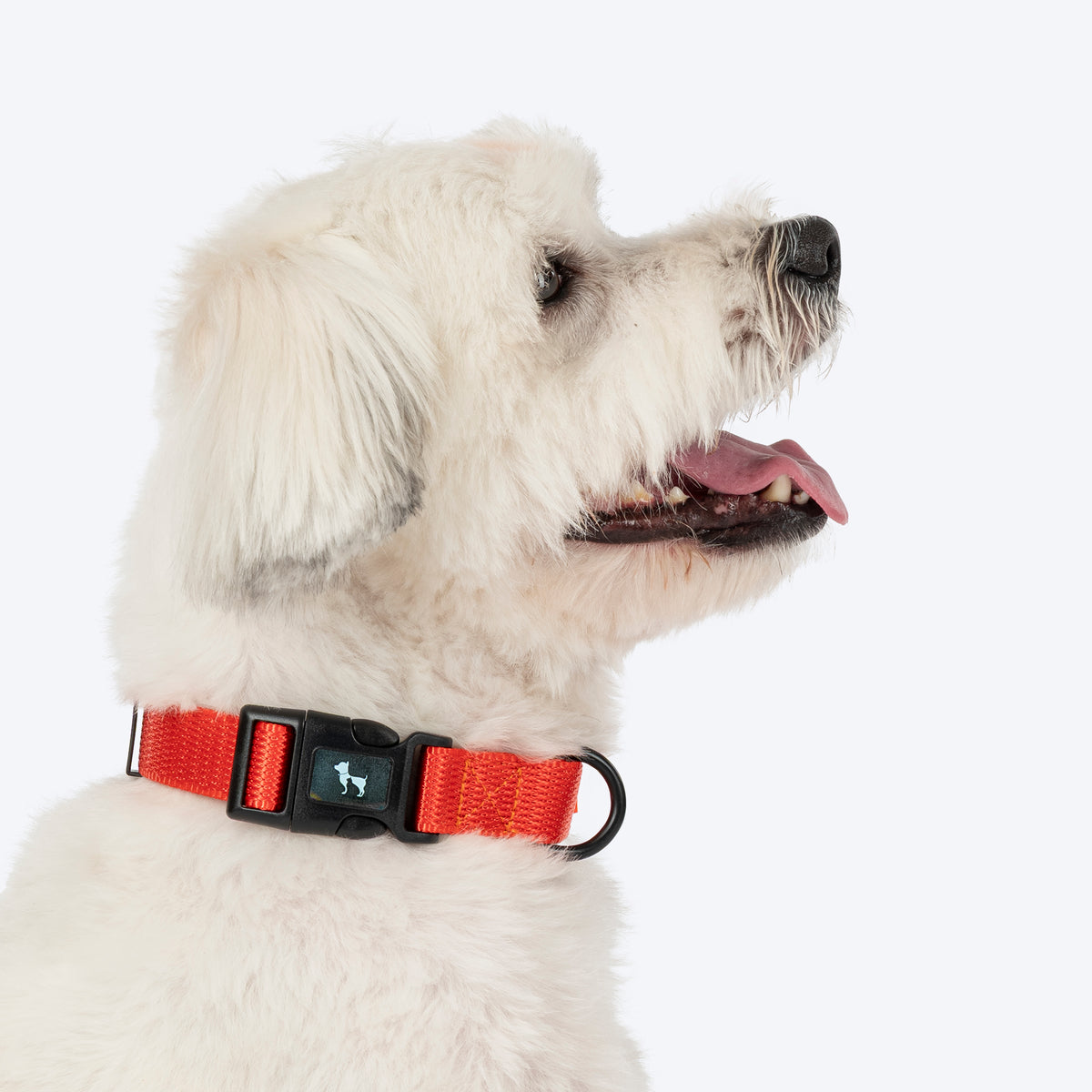 HUFT Classic Collar For Dog - Rust Orange - Heads Up For Tails