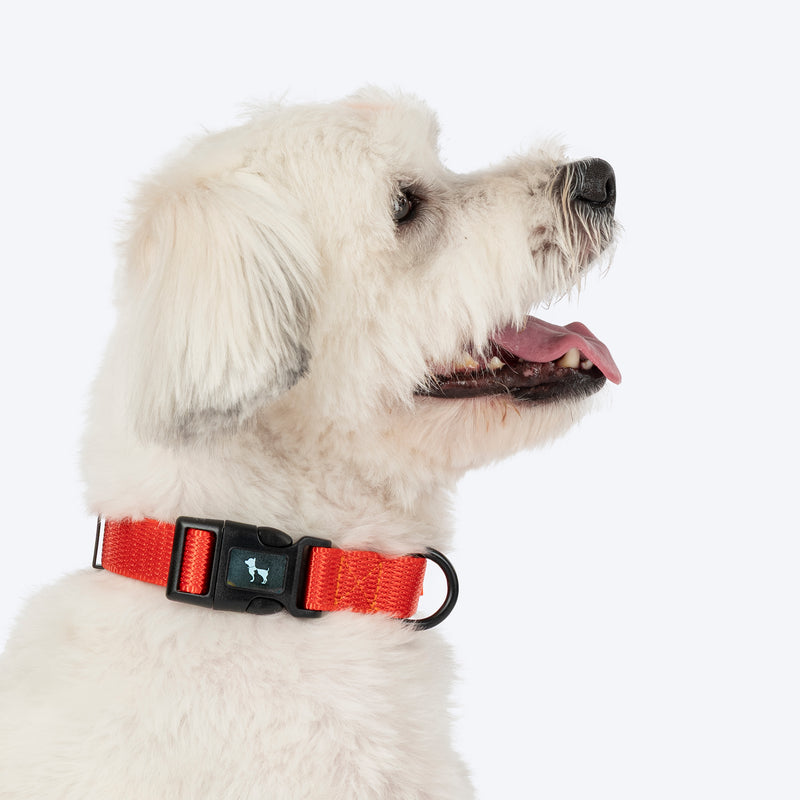 HUFT Classic Collar For Dog - Rust Orange - Heads Up For Tails