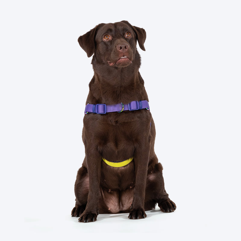 Dash Dog On-The-Go Harness For Dog - Red - Heads Up For Tails