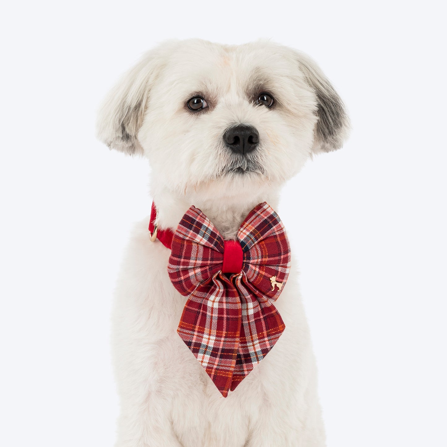 HUFT Tinsel Joy Collar With Bow Tie For Dog - Multicolour