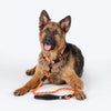 HUFT Classic Rope Leash For Dog - Orange - M - 5 ft - Heads Up For Tails