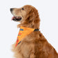 HUFT Ek Dum Bindas Bandana For Dog - Yellow - Heads Up For Tails