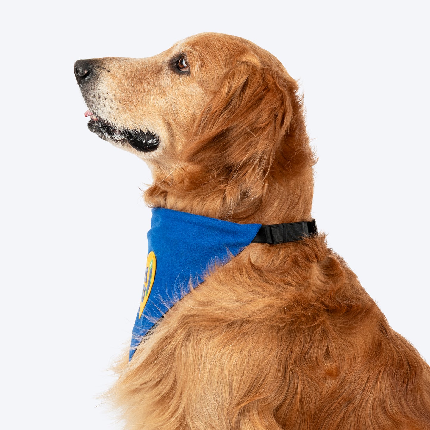 HUFT Socks Thief Bandana For Dog - Blue - Heads Up For Tails