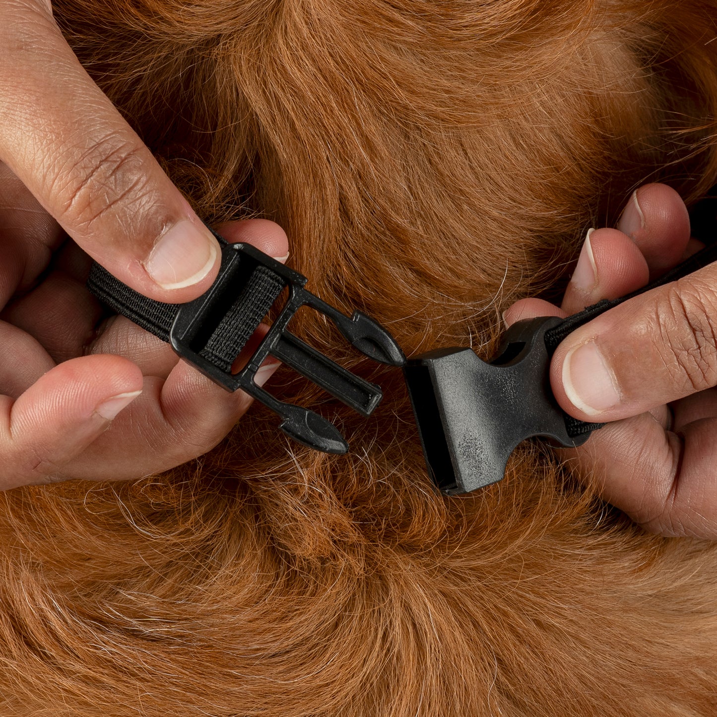 HUFT Socks Thief Bandana For Dog - Blue - Heads Up For Tails