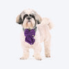 HUFT Regal Luxe Bow Tie For Dog - Purple - Heads Up For Tails
