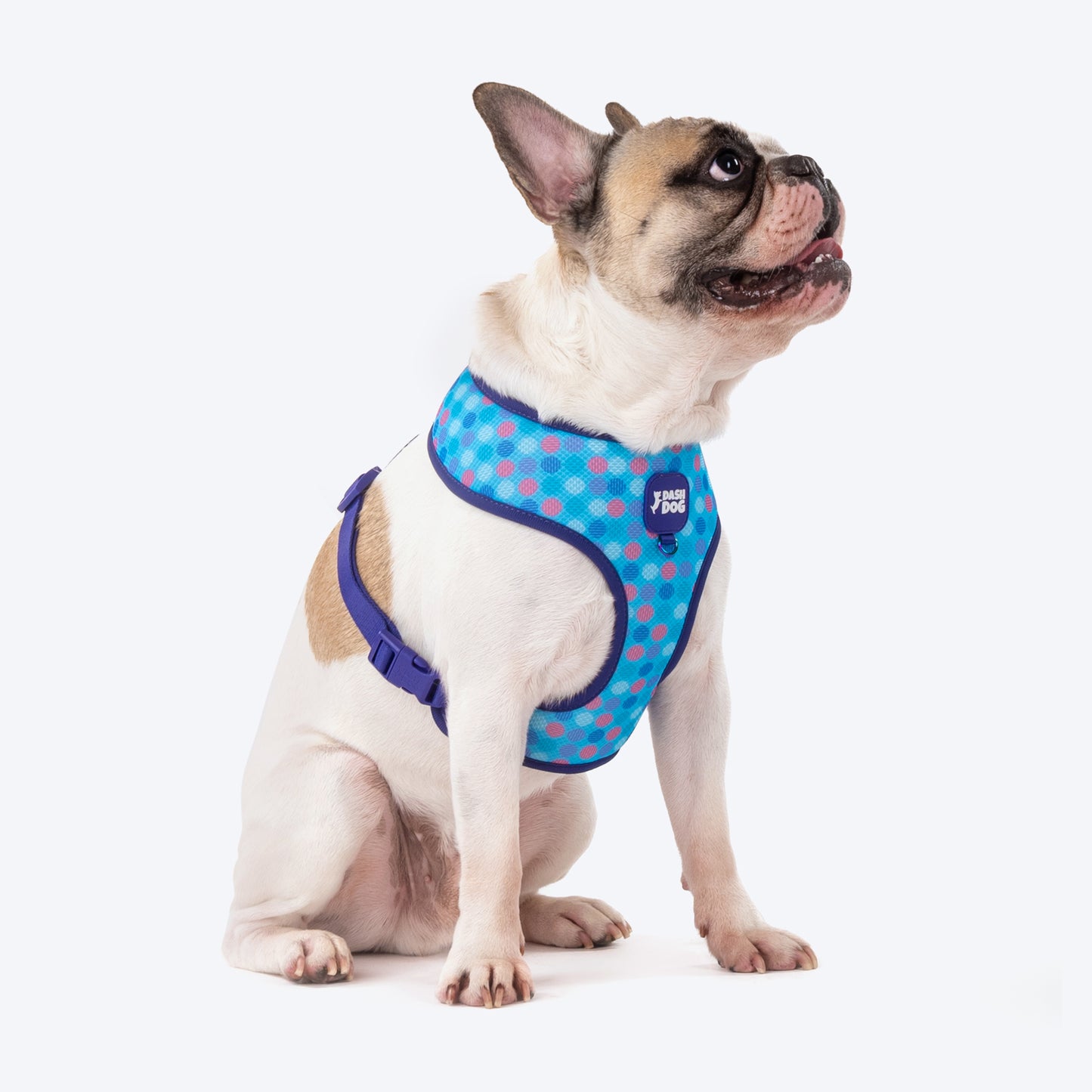 Dash Dog Circle Double Harness - Aqua Blue & Lavender - Heads Up For Tails