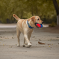 Dash Dog Sprinter Fetch Toy For Dog - Blue & Red - S