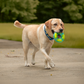 Dash Dog Grab & Gnaw Squeaky Toy For Dog - Neon Green & Blue