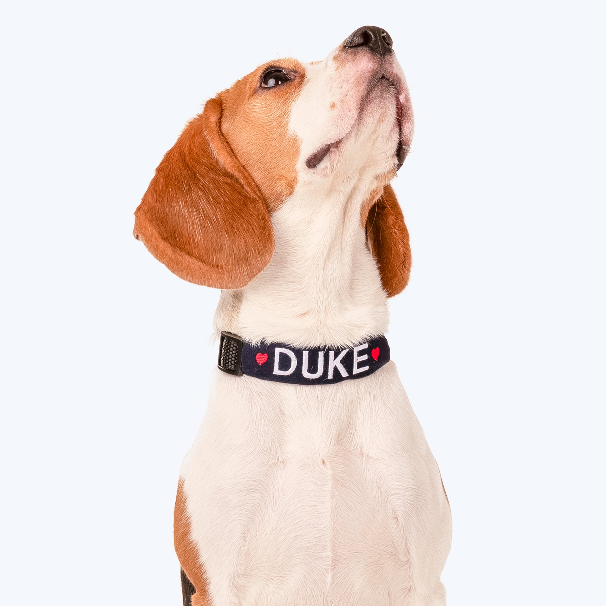 Duke hotsell dog collar