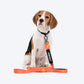 HUFT Trooper Walking Aid Leash & Collar Insert (Friendly) - Heads Up For Tails