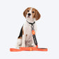 HUFT Trooper Walking Aid Leash & Collar Insert (In Training) - Heads Up For Tails
