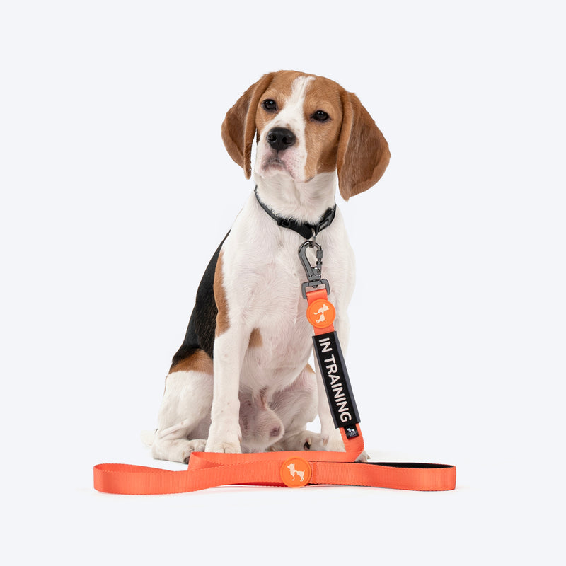 HUFT Trooper Walking Aid Leash & Collar Insert (In Training) - Heads Up For Tails
