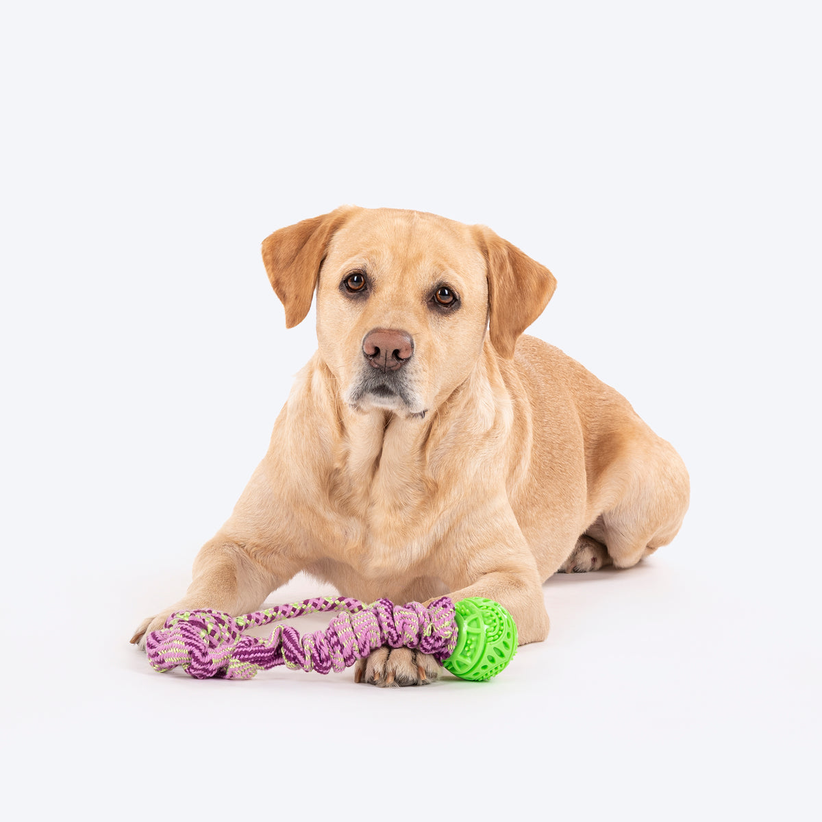 HUFT Tuggables Stretch 'N Chew Rope Toy For Dog - Purple - Heads Up For Tails