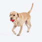 HUFT Chewtastic Treat Tumbler Chew Toy For Dog - Red - Heads Up For Tails