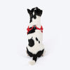 HUFT Free Flow Step In Harness & Leash Set For Dog - Berry Bliss Red - Heads Up For Tails