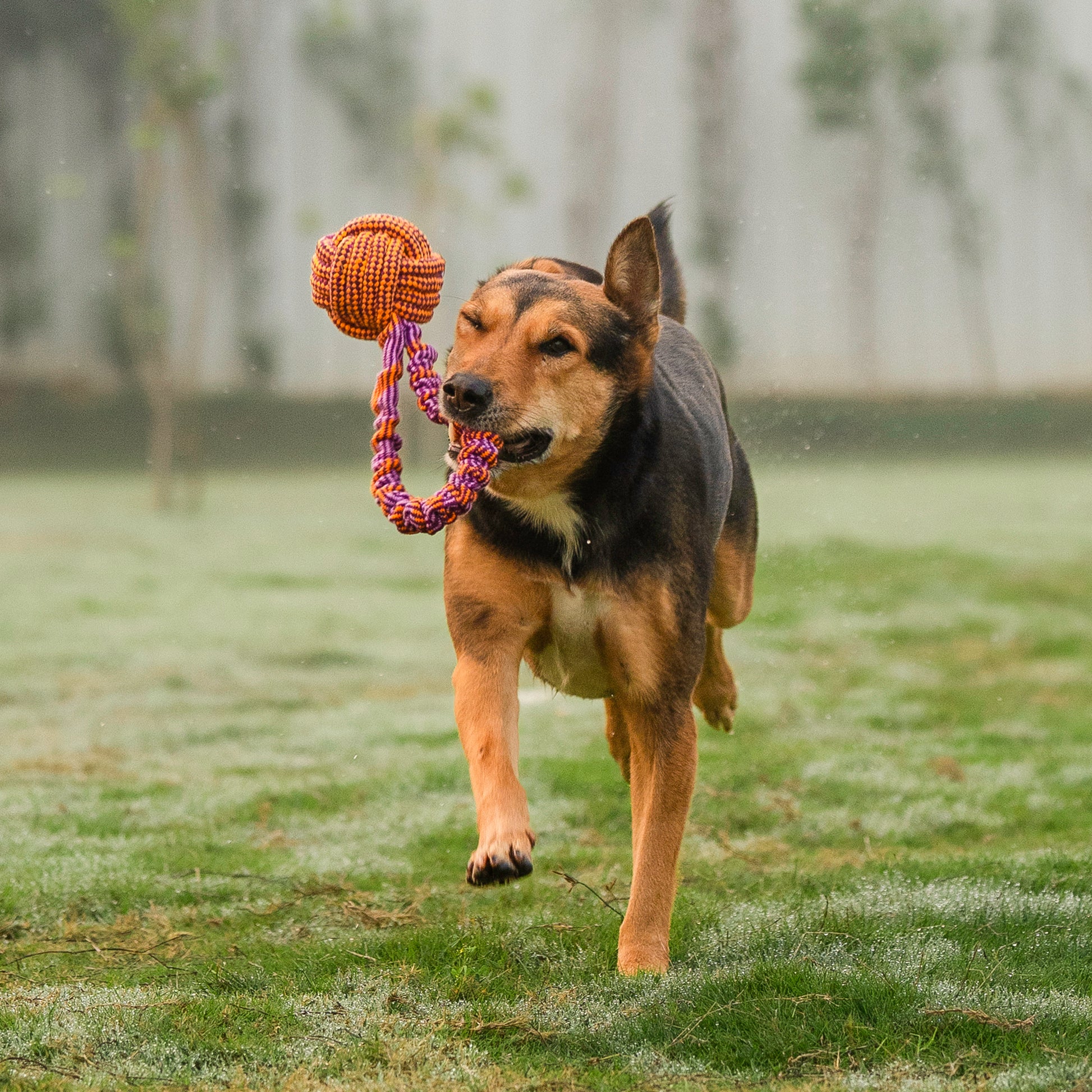 Dash Dog Bungee Tug Rope Toy For Dog_02