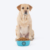 HUFT Evil Eye Printed Steel Bowl For Dog - Blue - Heads Up For Tails