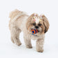 HUFT Chewtastic Treat Maze Chew Toy For Dog - Orange & Blue - Heads Up For Tails