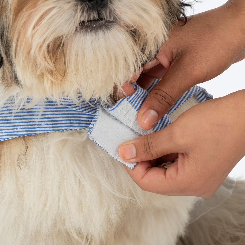 HUFT Tailor Stripe Dress For Dog - Blue - Heads Up For Tails
