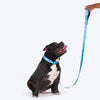 Dash Dog Circle Print Leash - Aqua Blue & Lavender - Heads Up For Tails