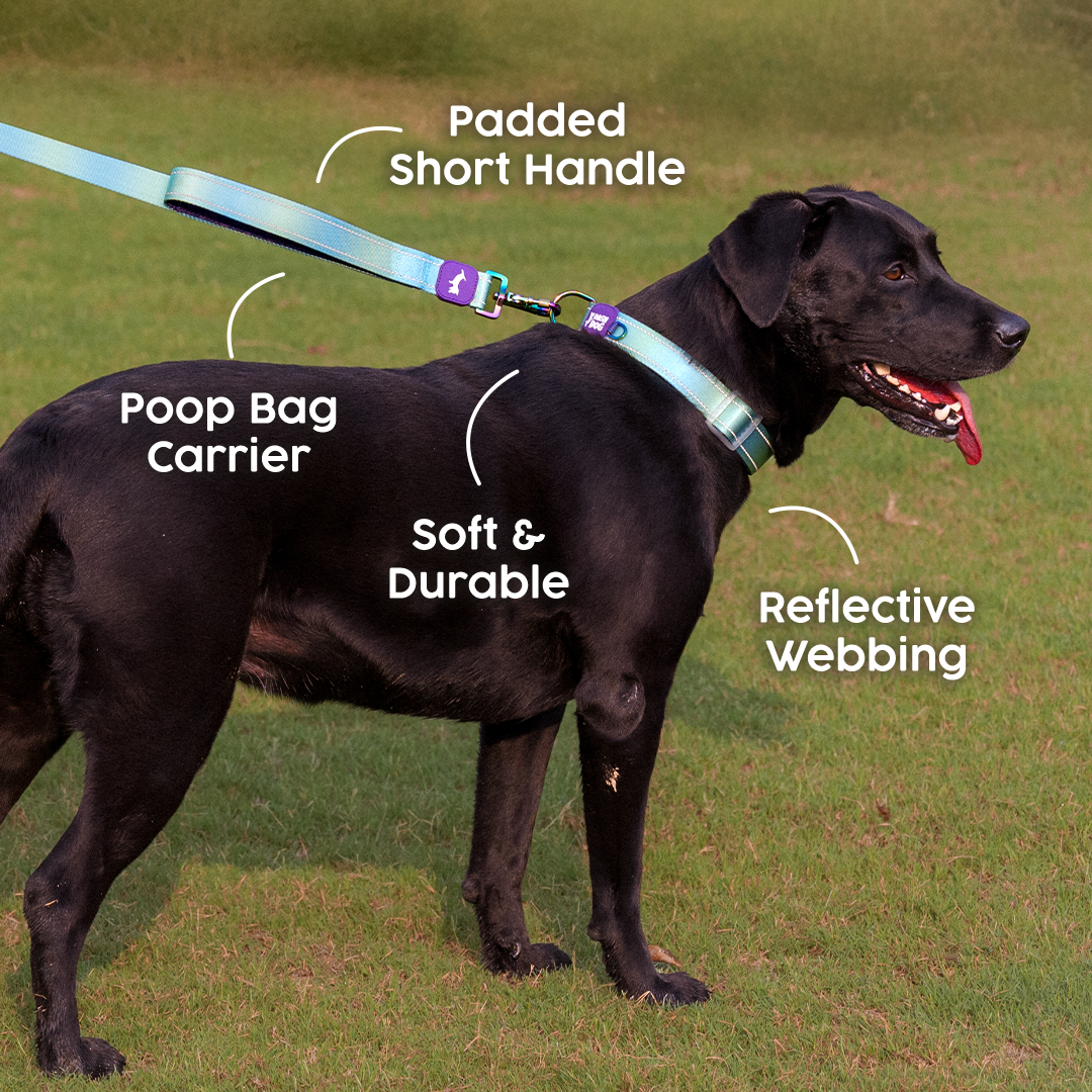 Dash Dog Ethernal Fade Dual Handle Leash For Dog - Aqua_02
