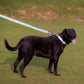 Dash Dog Ethernal Fade Dual Handle Leash For Dog - Aqua_03