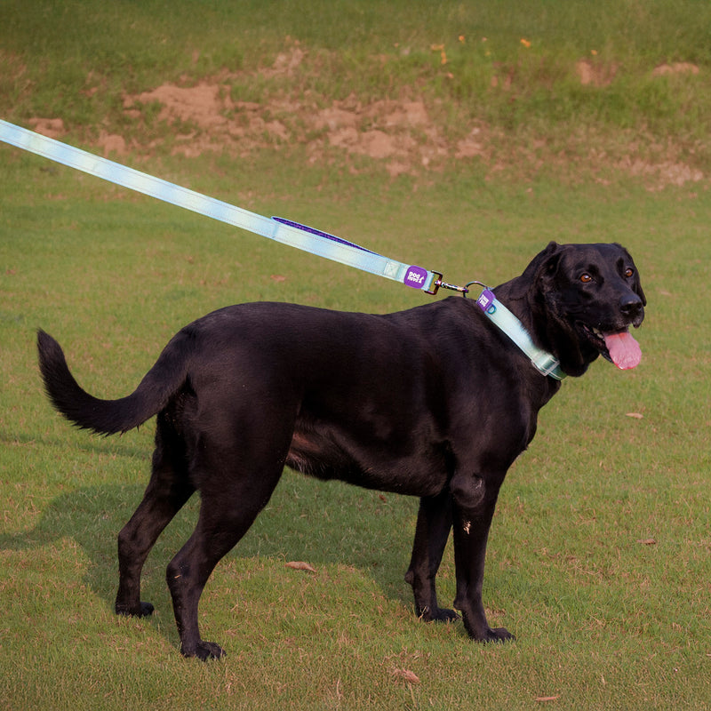 Dash Dog Ethernal Fade Dual Handle Leash For Dog - Aqua_03