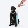 Dash Dog Ethernal Fade Dual Handle Leash For Dog - Aqua_05