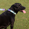 Dash Dog Ethernal Fade Padded Collar For Dog - Aqua_03