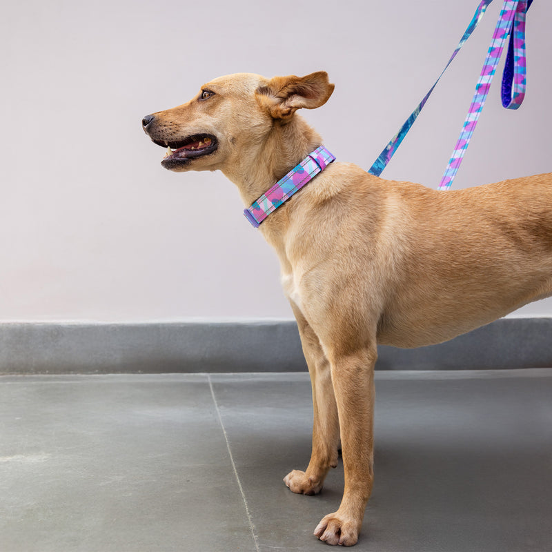 Dash Dog Galaxy Dual Handle Leash For Dog - Purple_04