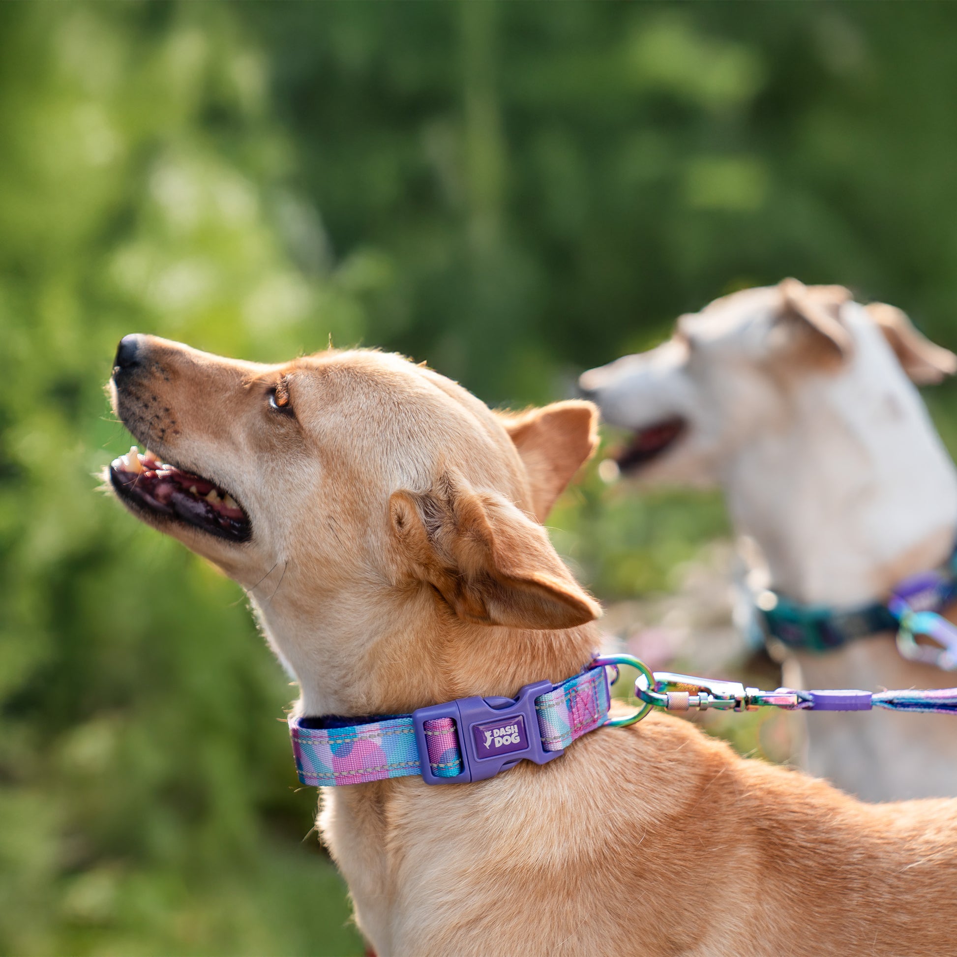 Dash Dog Galaxy Padded Collar For Dog - Purple_03