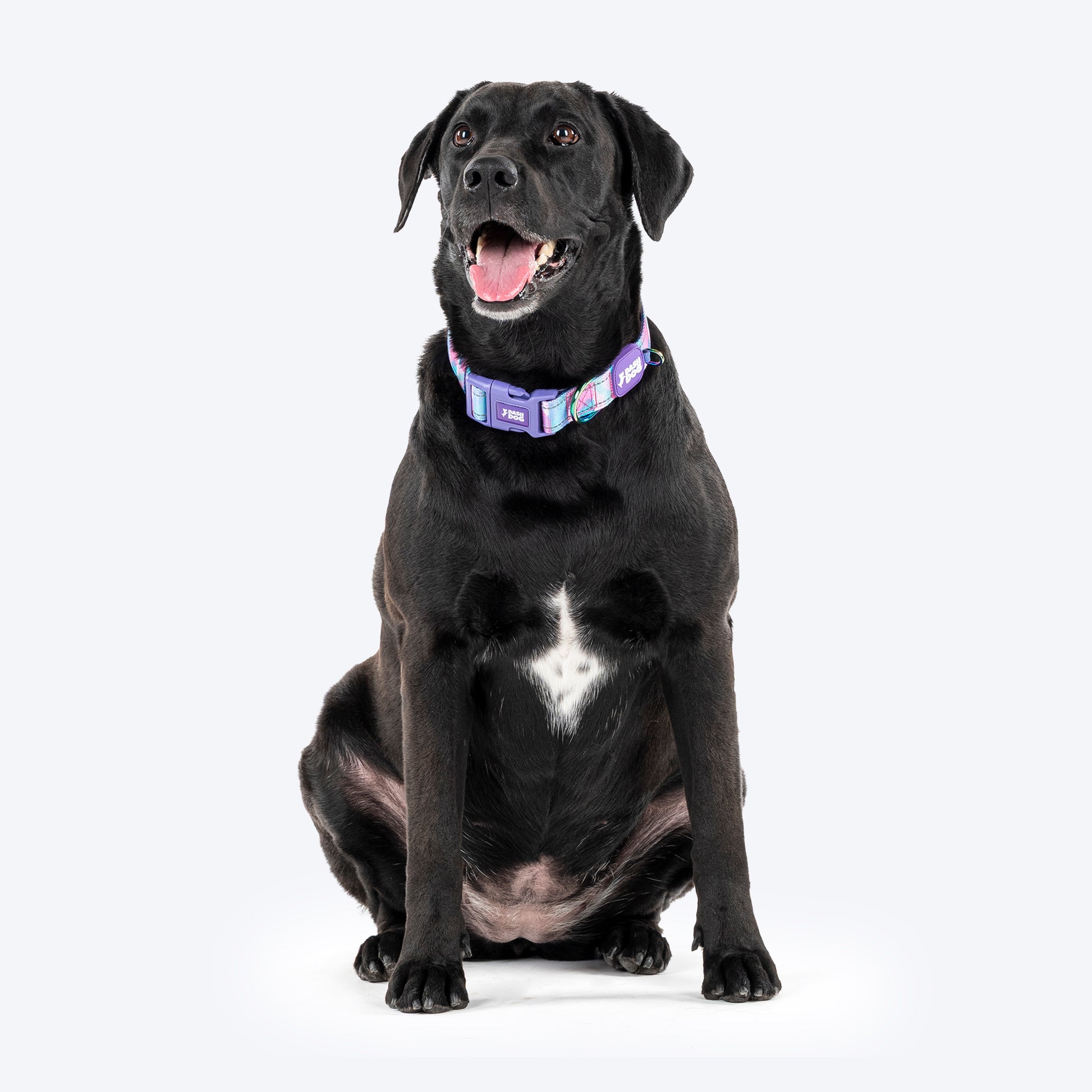 Dash Dog Galaxy Padded Collar For Dog - Purple_05
