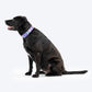 Dash Dog Galaxy Padded Collar For Dog - Purple_06
