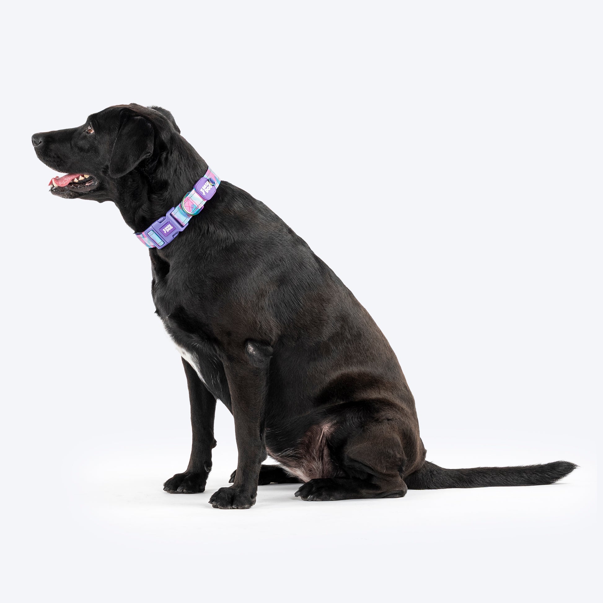 Dash Dog Galaxy Padded Collar For Dog - Purple_06