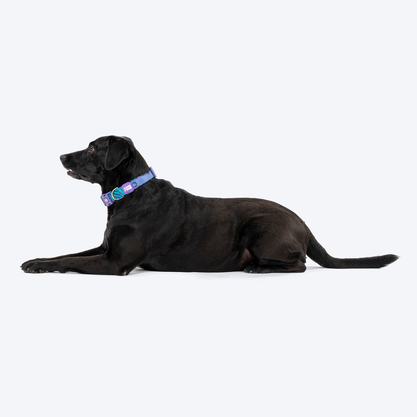 Dash Dog Ocean Breeze Padded Collar For Dog - Teal Blue_05