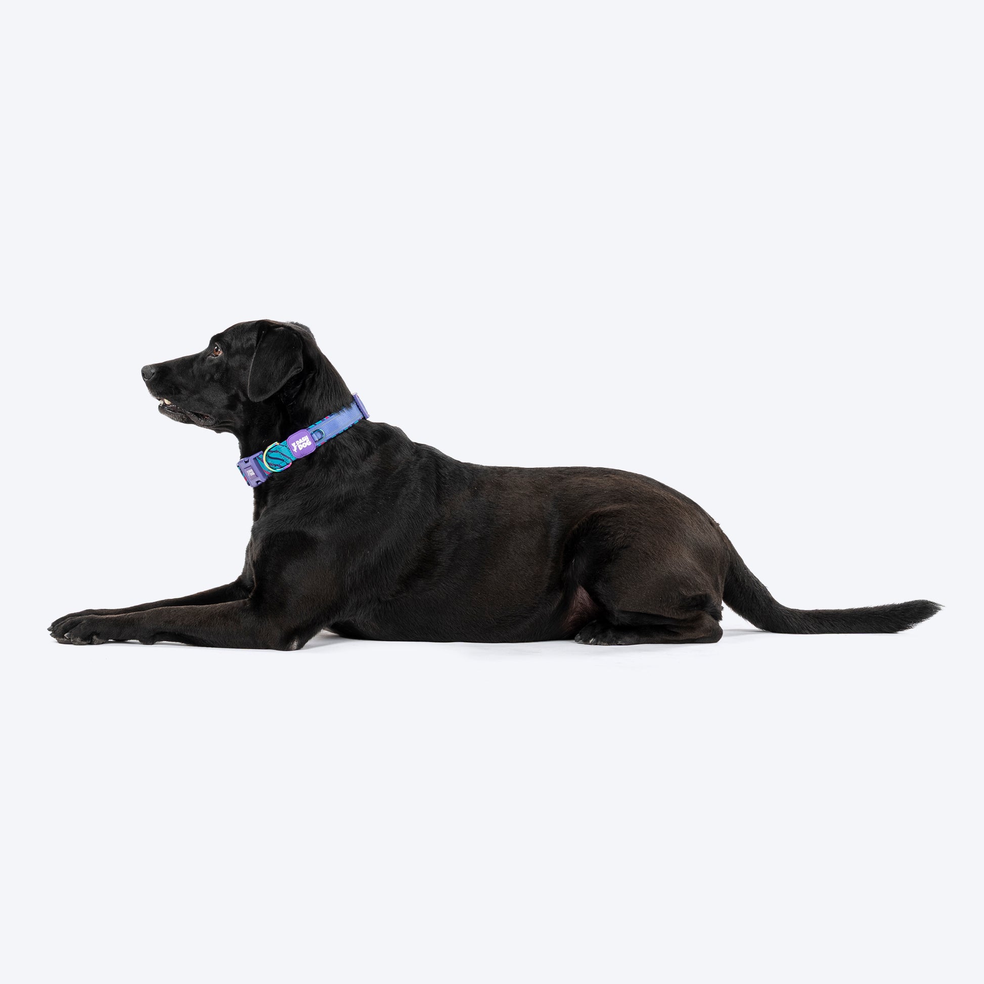 Dash Dog Ocean Breeze Padded Collar For Dog - Teal Blue_05
