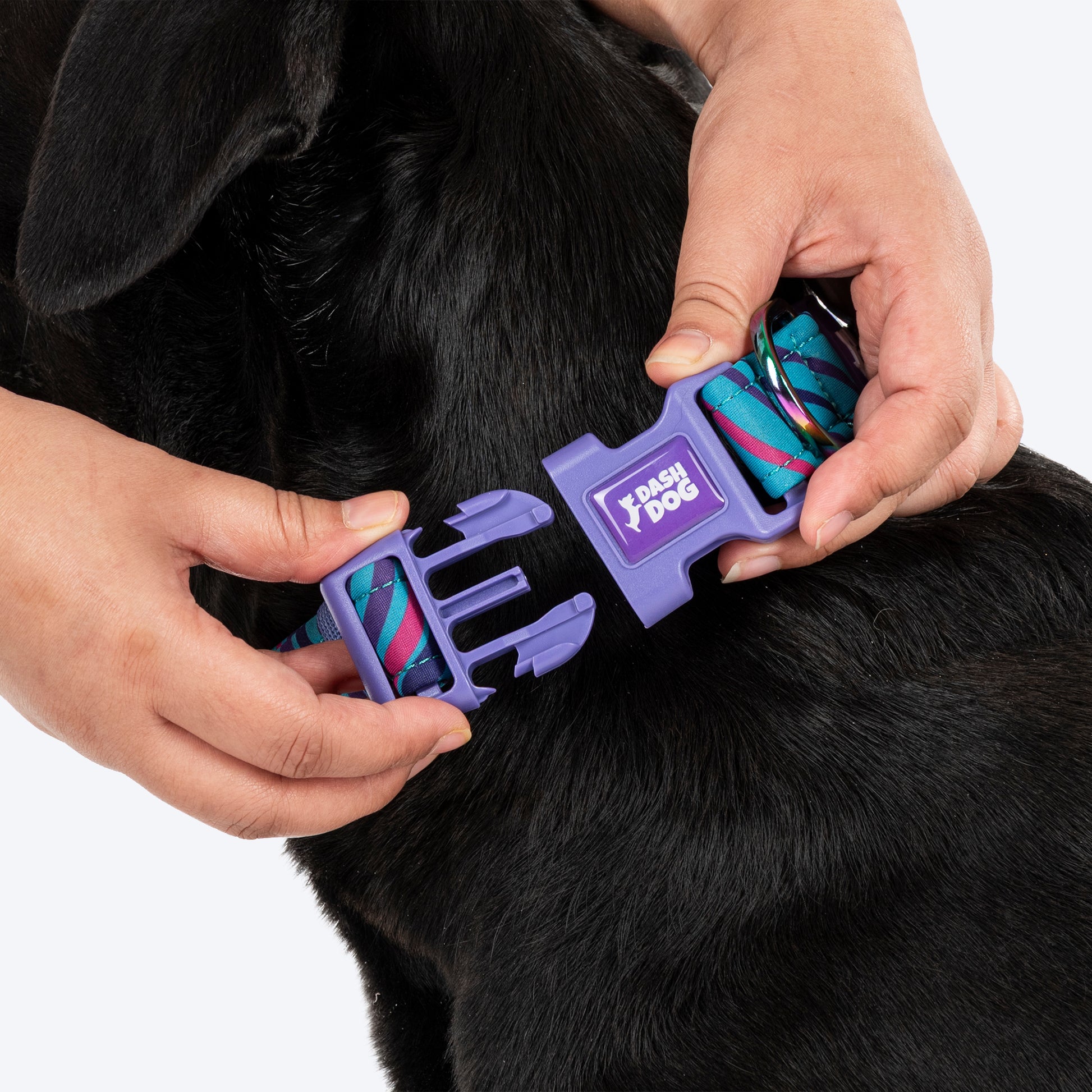 Dash Dog Ocean Breeze Padded Collar For Dog - Teal Blue_06